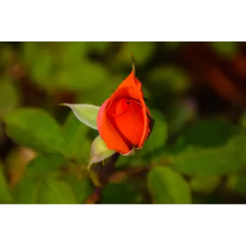 Red Rose Plant
